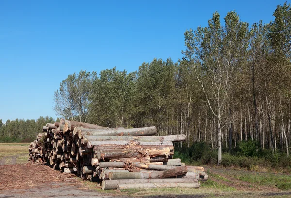 목재 산업 — 스톡 사진