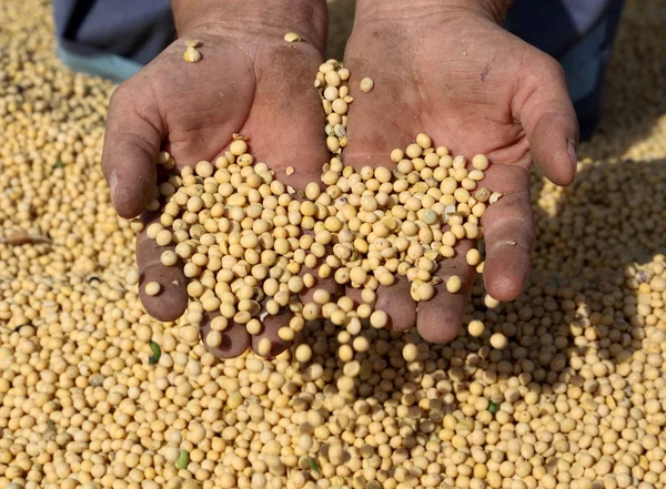大豆の豆の収穫 — ストック写真