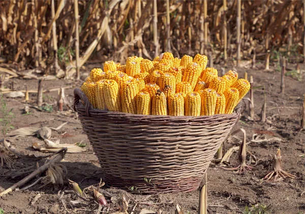Cosecha de maíz — Foto de Stock