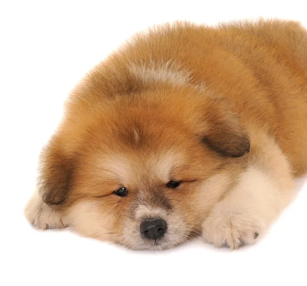 Cãozinho Akita — Fotografia de Stock
