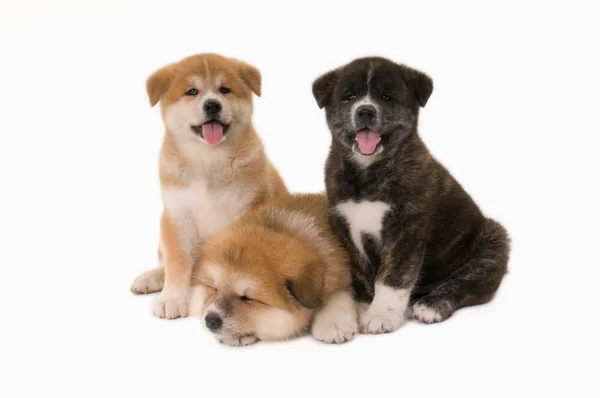 Puppie köpekler — Stok fotoğraf