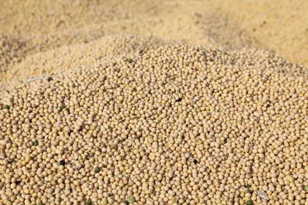 Soy bean harvesting — Stock Photo, Image
