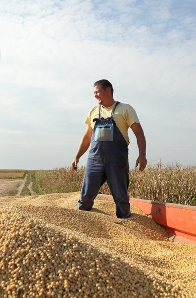 Zbieranie nasion soi — Zdjęcie stockowe