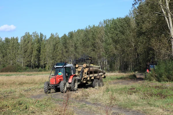 목재 산업 — 스톡 사진