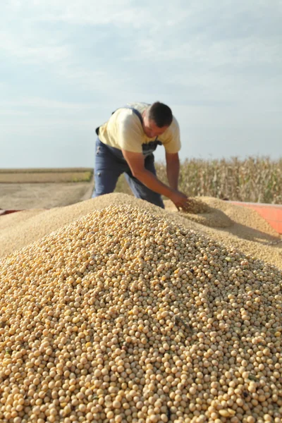 Soy bean harvesting — Stock Photo, Image