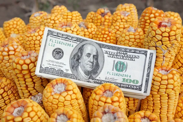 Concepto de maíz —  Fotos de Stock