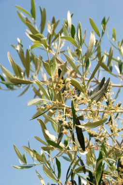 Zeytin çiçek