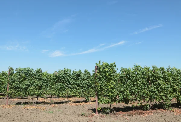 Planta de uva — Fotografia de Stock
