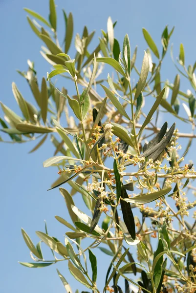 Flores de oliveira — Fotografia de Stock