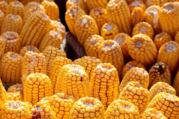 Pila de maíz —  Fotos de Stock