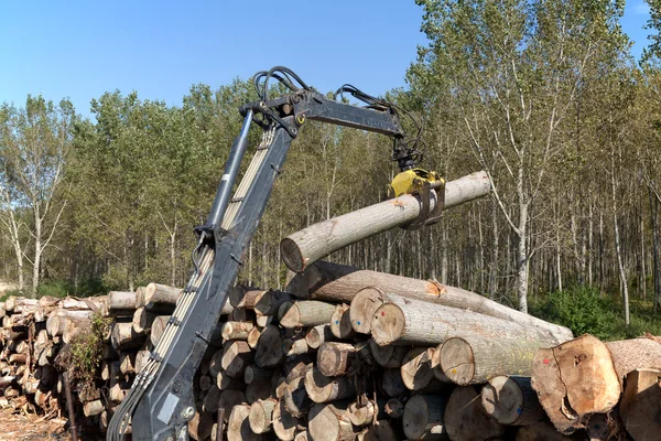 Sfruttamento del legno — Foto Stock