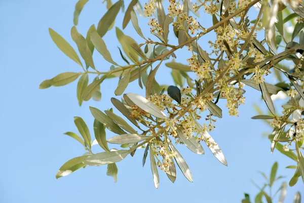 Olivové květy — Stock fotografie
