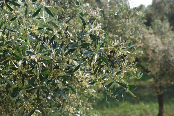 Fiori d'oliva — Foto Stock