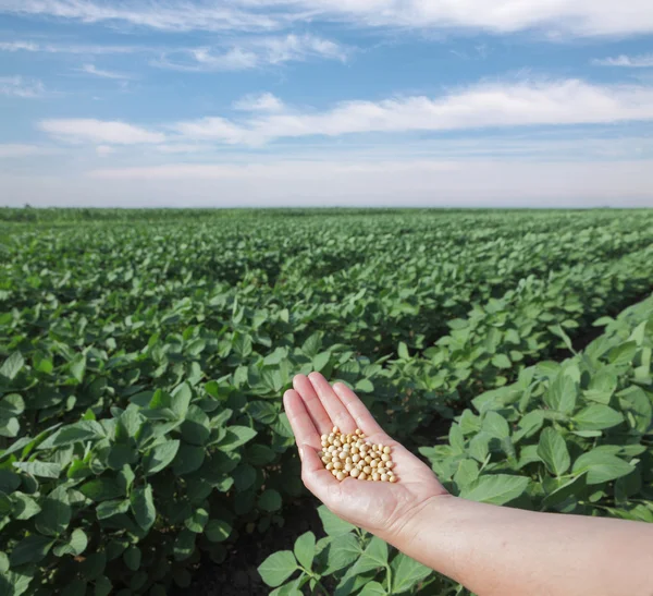 Soy field — Stock Photo, Image