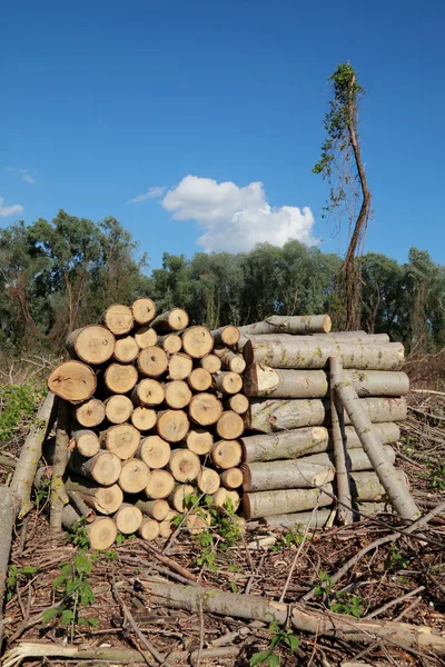 木材工业 — 图库照片