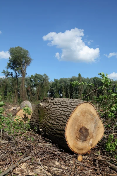 stock image Lumber industry