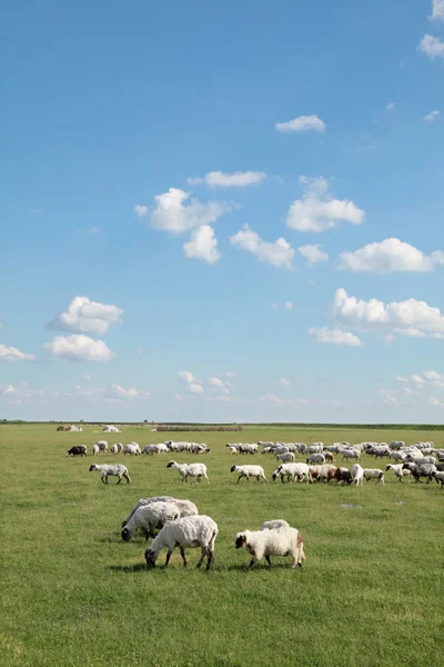 Moutons au pré — Photo