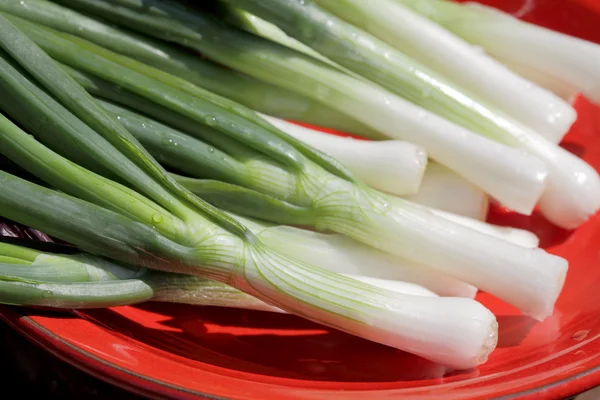 stock image Young onion