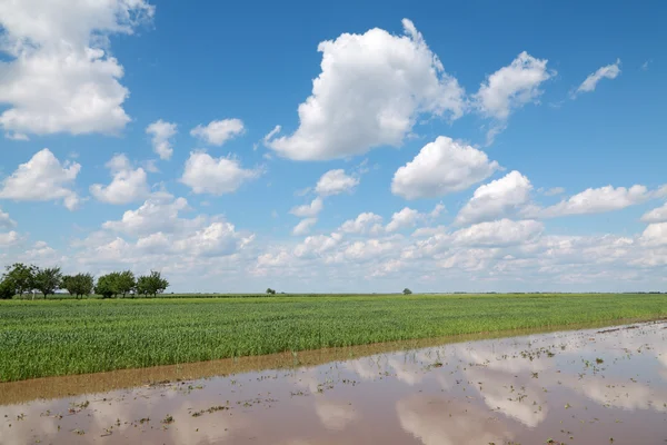 Flooded field — Stock Photo, Image