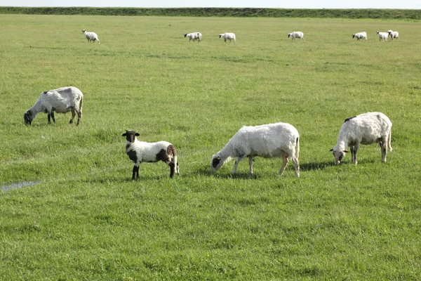 Schafe auf der Weide — Stockfoto