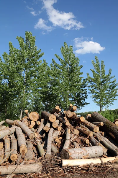 Wood exploitation — Stock Photo, Image