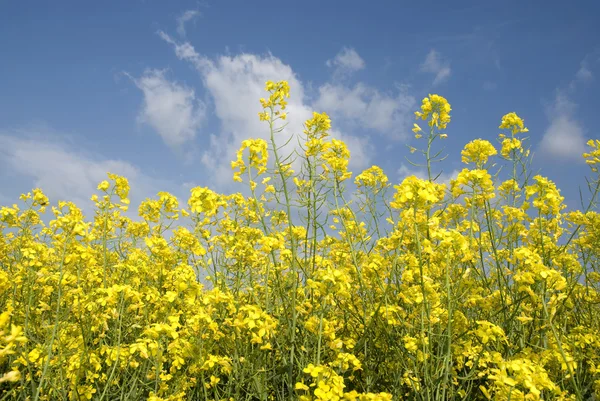 Landbouw — Stockfoto