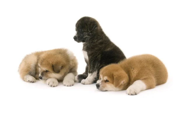 Evcil köpekler — Stok fotoğraf