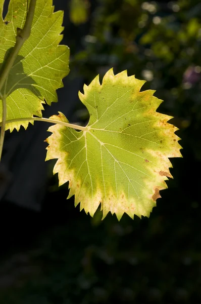 Üzüm yaprağı — Stok fotoğraf