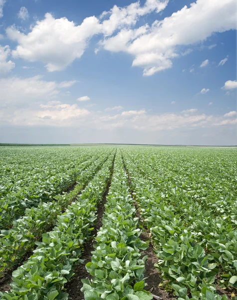 Campo de soja — Foto de Stock