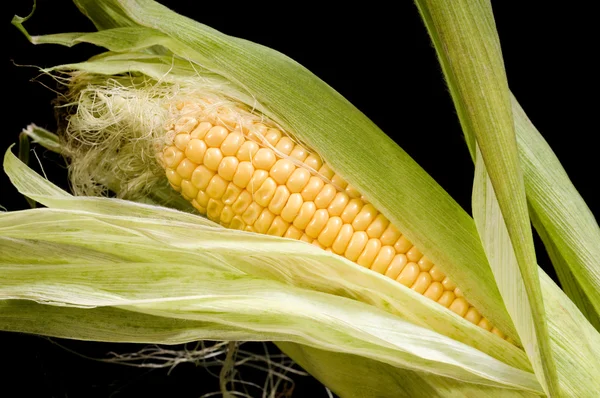 Кукурузный початок — стоковое фото