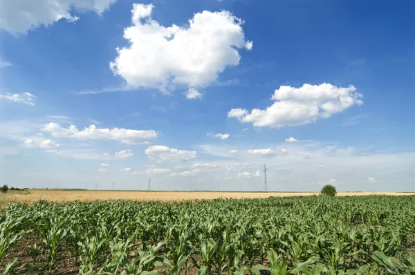 Campo de maíz — Foto de Stock