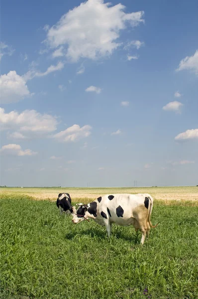 Krávy na louce — Stock fotografie