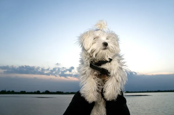 Мальтийская собака — стоковое фото
