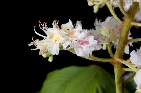 Aesculus hippocastanum — Stok fotoğraf