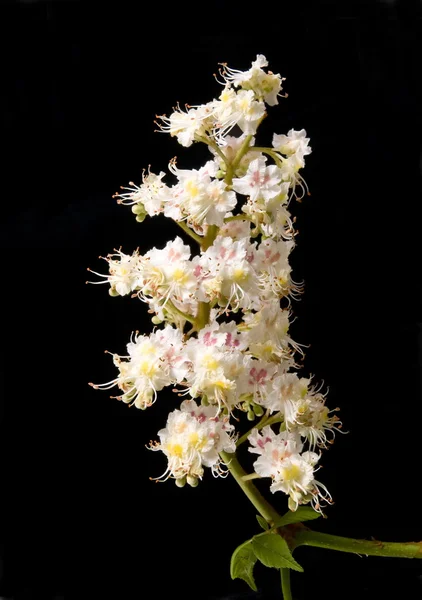 Chestnut flowers — Stock Photo, Image