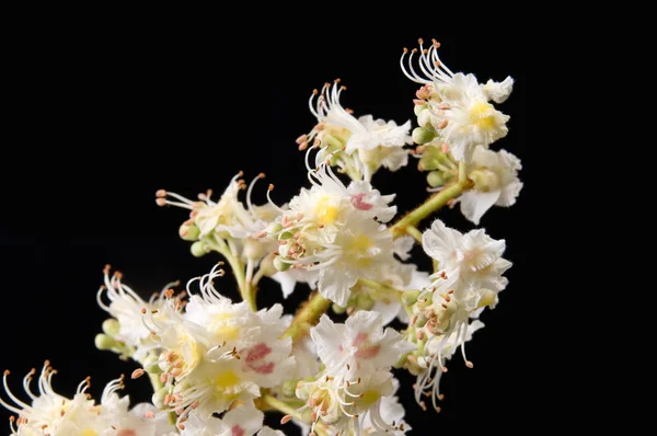Καστανιάς λουλούδι — Φωτογραφία Αρχείου