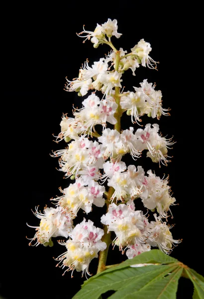 Kwiat kasztanowca — Zdjęcie stockowe