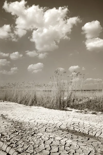 湿原風景 — ストック写真