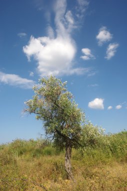 zeytin ağacı