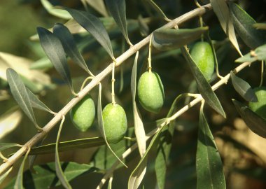 zeytin dalı