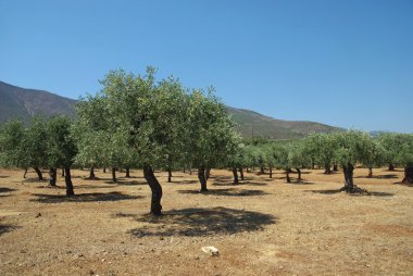 zeytin ağaçları