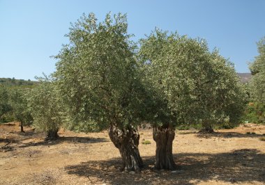 zeytin ağacı