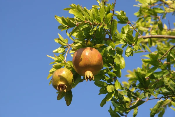 Granátová jablka — Stock fotografie