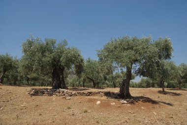 zeytin ağaçları