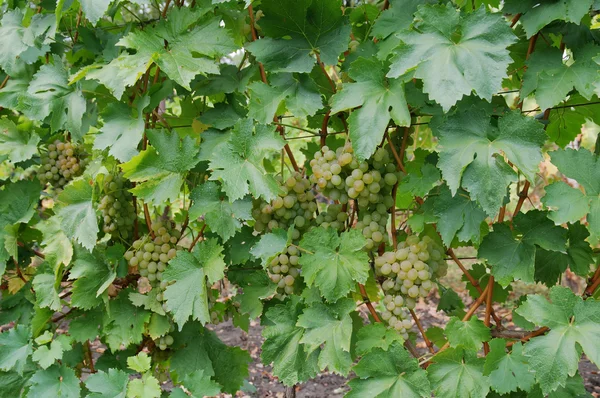 Roślin winogron — Zdjęcie stockowe