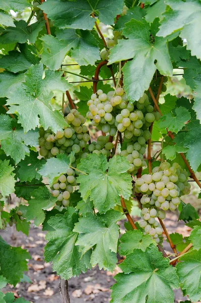 Pianta d'uva — Foto Stock