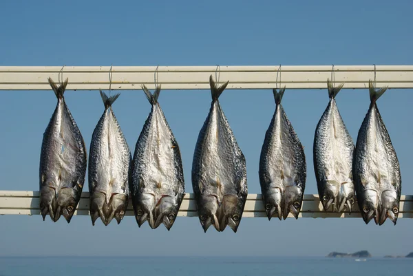Fish drying — Stock Photo, Image