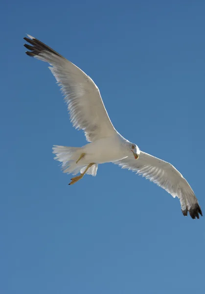 Handicaped seagull — Stock Photo, Image