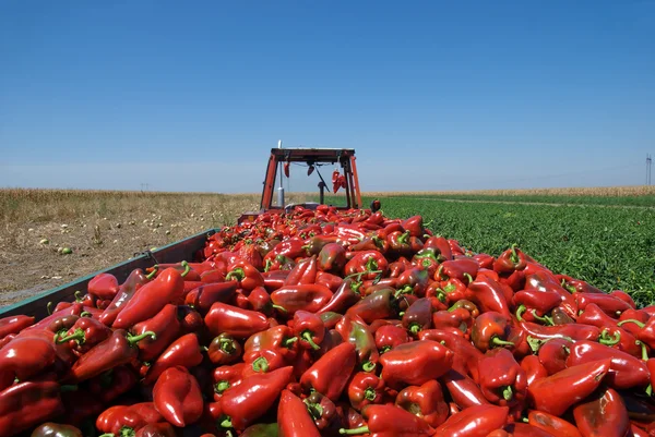 stock image Paprika