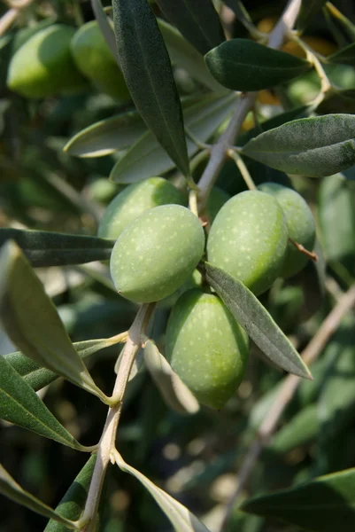 Olives — Stock Photo, Image